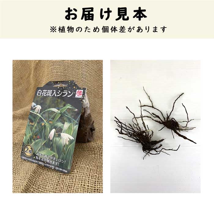 紫蘭ページ Amazon.co.jp: 【 白花 斑入り シラン 】 球根 2株 紫蘭 シラン